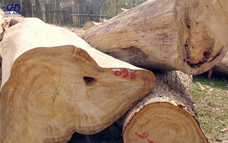 gỗ pơ mu giá bao nhiêu tiền một khối