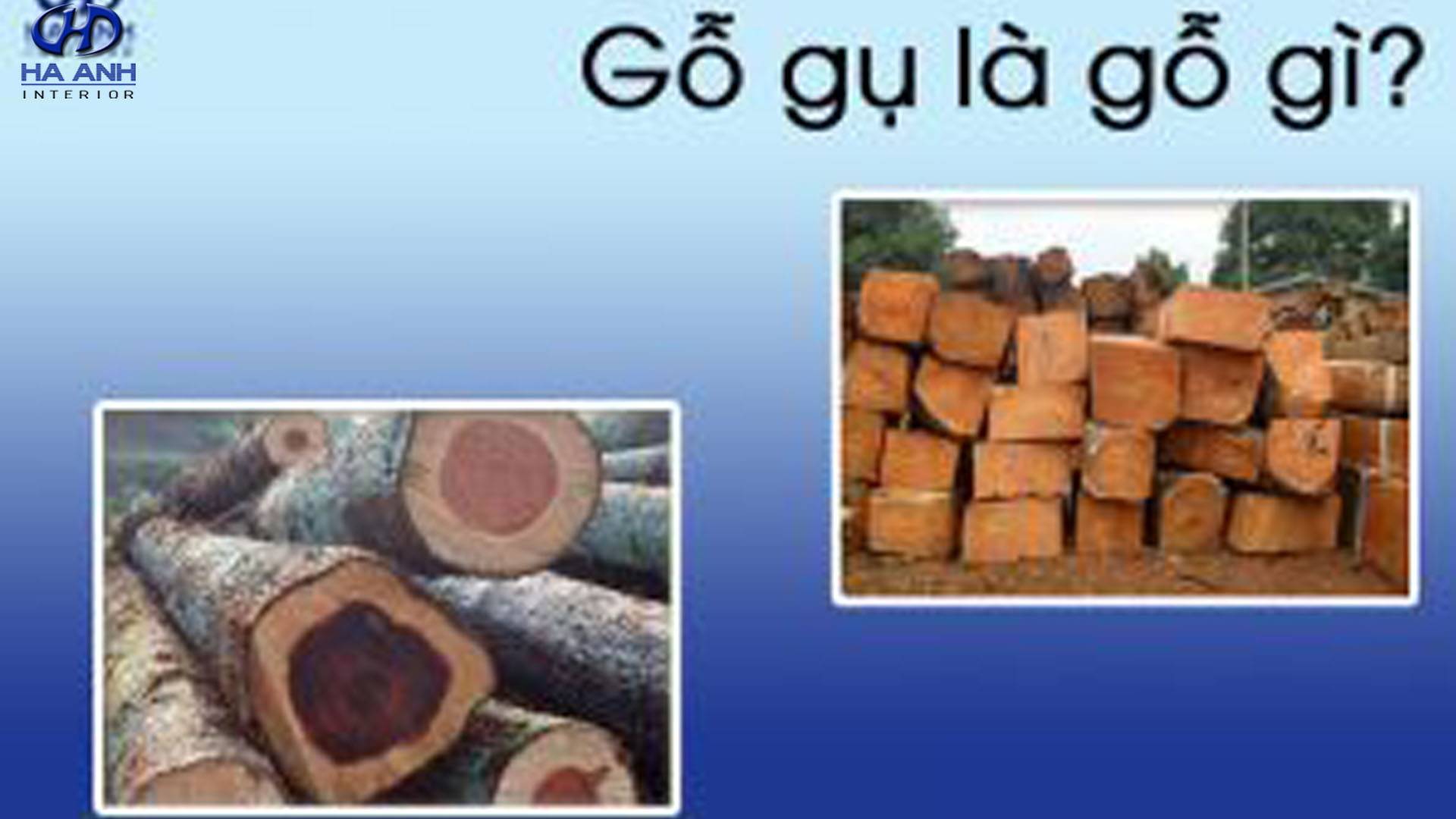 Gỗ gụ là gỗ gì? Phân loại, ưu nhược điểm của gỗ gụ?