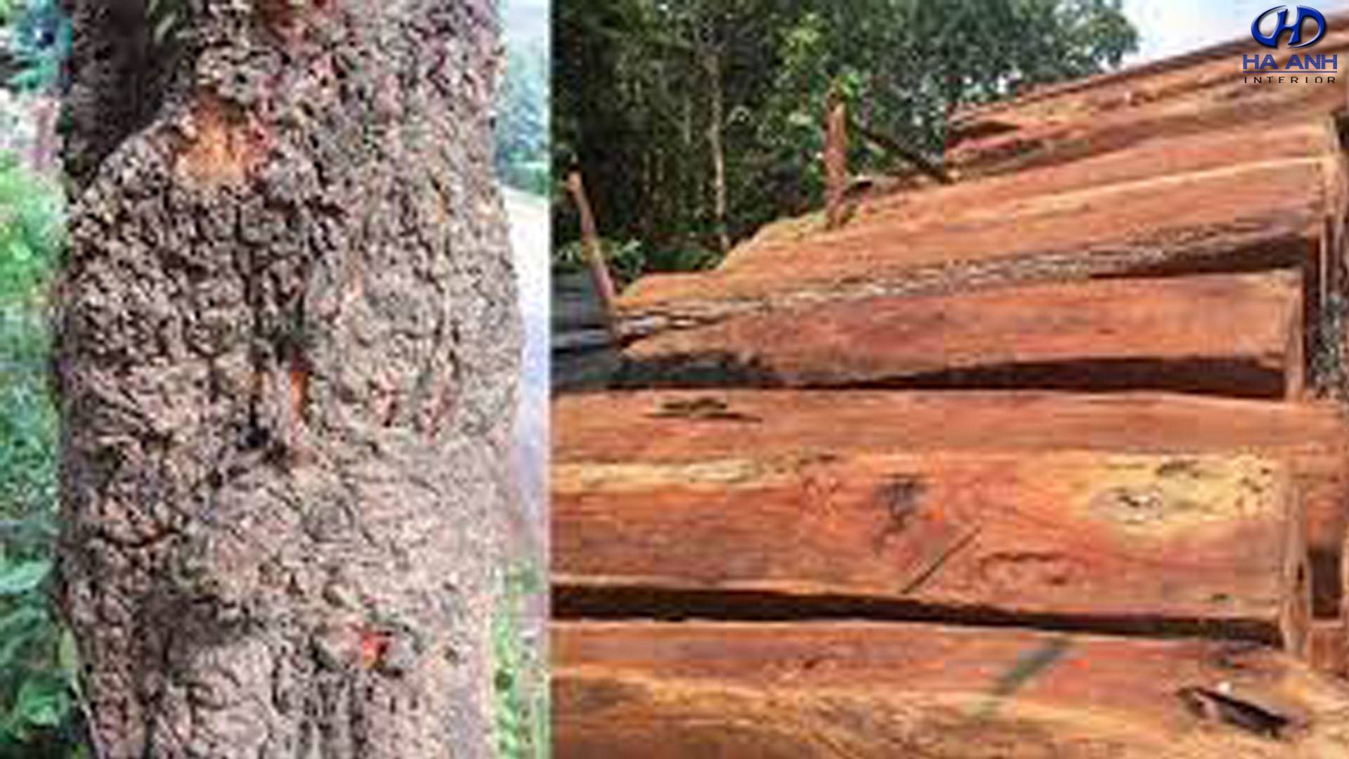 Gỗ căm xe là gì? Ưu nhược điểm của gỗ căm xe mà có thể bạn chưa biết?