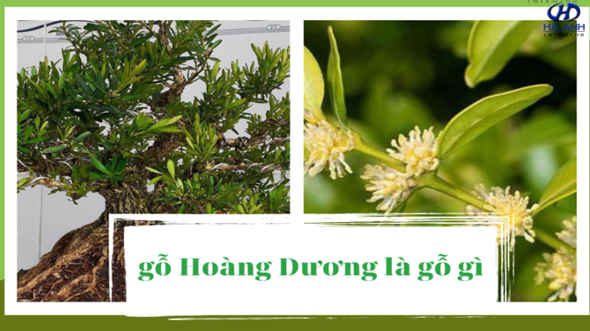 GỖ HOÀNG DƯƠNG LÀ GỖ GÌ? ĐẶC ĐIỂM VÀ Ý NGHĨA TRONG PHONG THUỶ