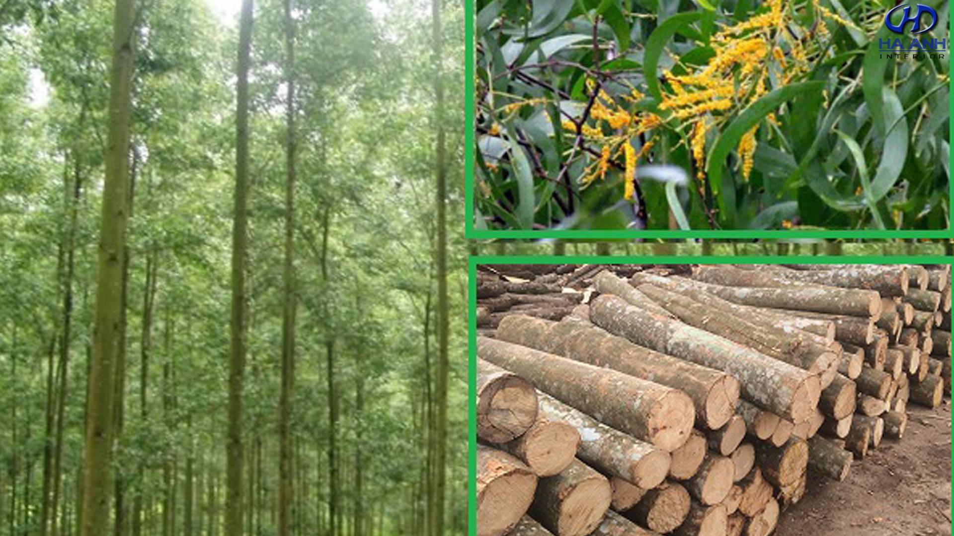 Cây gỗ keo là gỗ gì? Cây gỗ keo có tốt không, có mấy loại?