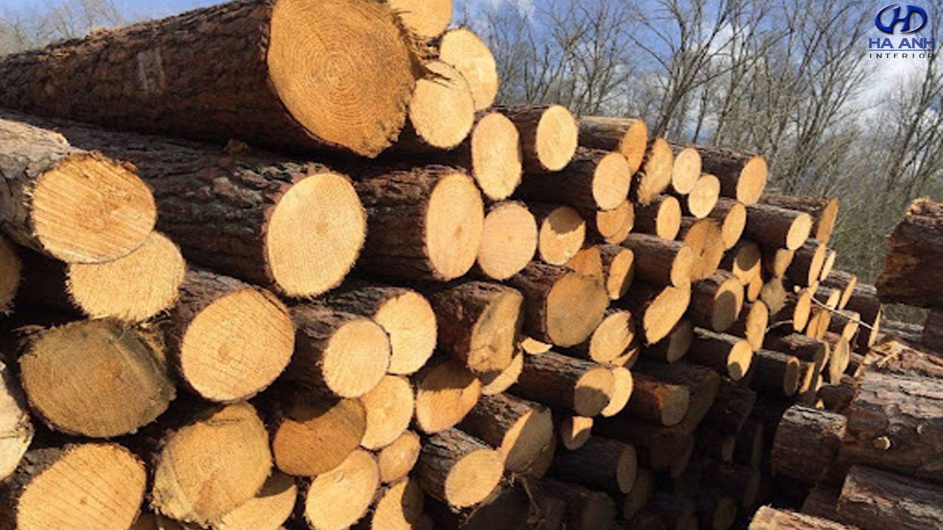 Gỗ thông là gì? Gỗ thông có bị mối mọt hay không?