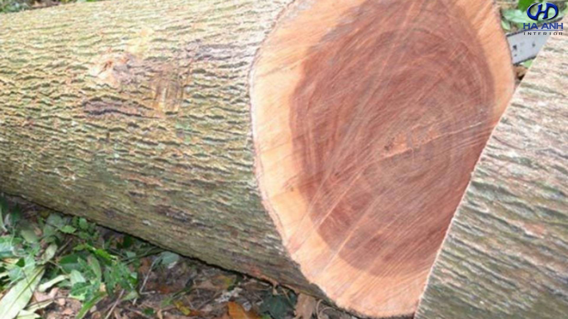 GỖ XÁ XỊ LÀ GÌ? BAO NHIÊU TIỀN? CÔNG DỤNG CỦA GỖ XÁ XỊ